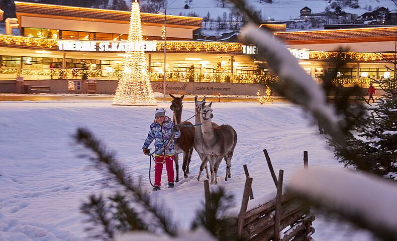 Lama-Führung am verschneiten Kulinarischen Familien-Advent