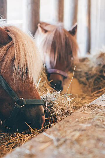 Familienurlaub am Bauernhof im Sommer mit Pferden zum Reiten und Streicheln © Daniel Gollner_Urlaub am Bauernhof