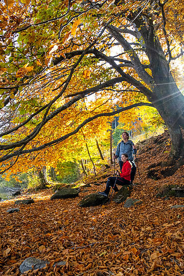 Goldener Herbst am Millstätter See © Gert Perauer_MBN Tourismus