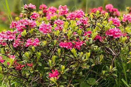 Hiking during the bloom of the alpine rose